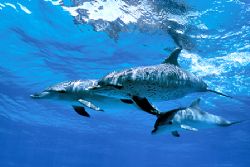 Atlantic spotted dolphins north of Grand Bahamas. Nikonos... by Ian Brooks 